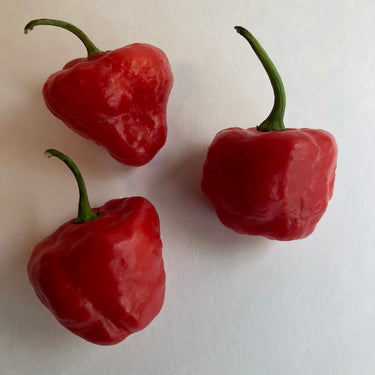 Aji Cachucha - Seeds - The Pepper Pantry (Formerly Marie Sharp's)